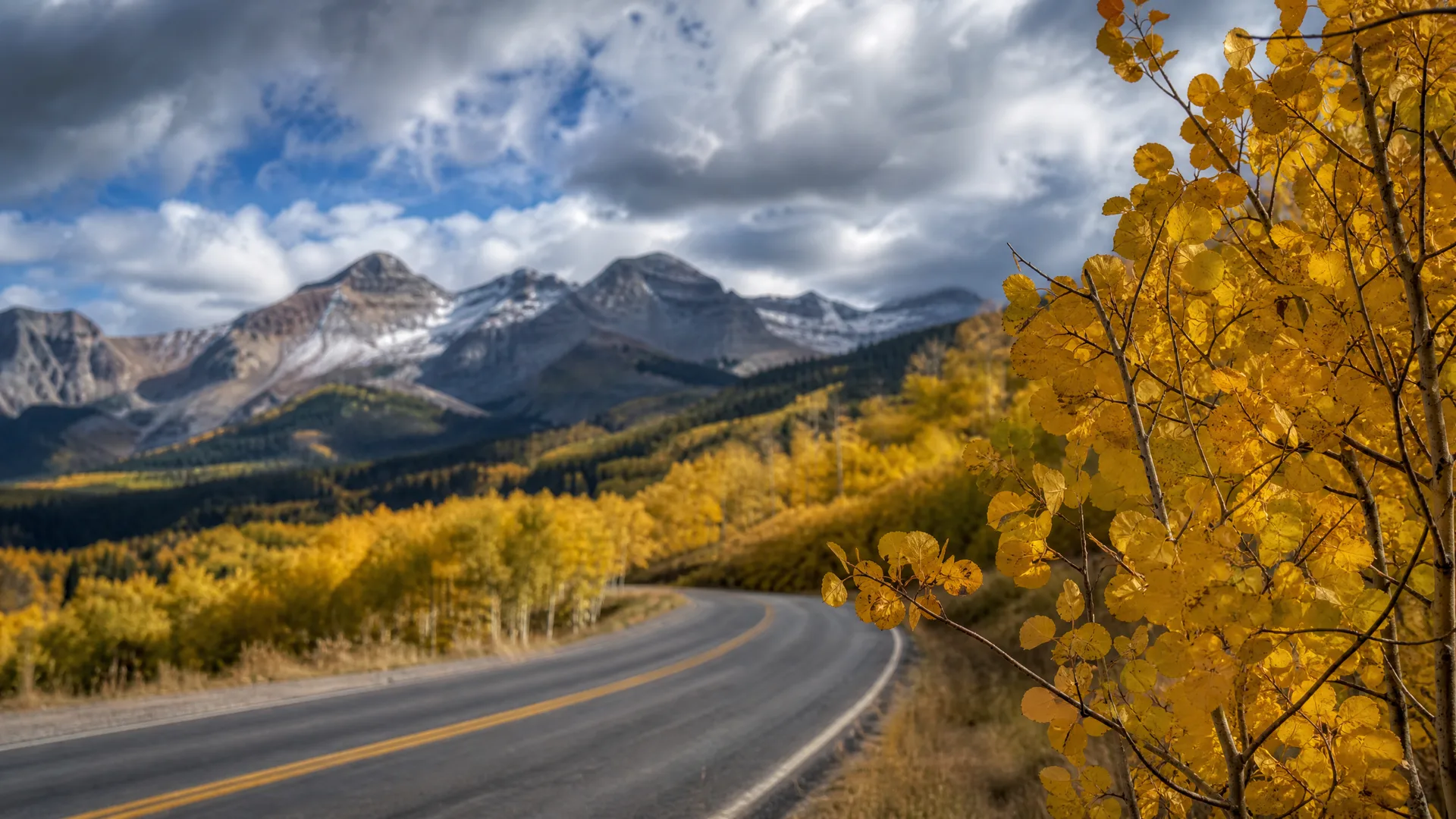 A two-lane paved road with a yellow centerline curves through hillsides of yellow aspens and evergreen forest, with snow-dusted peaks and heavy clouds in the background and a golden-leafed branch in the right foreground.